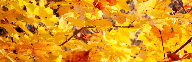 Colored background of dry leaves in autumn. Yellow leaves of a tree in the sun's rays. Golden...