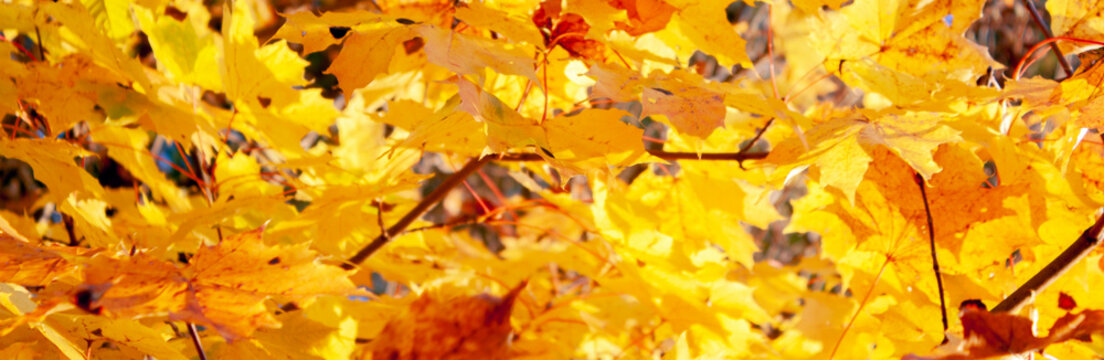 Colored background of dry leaves in autumn. Yellow leaves of a tree in the sun's rays. Golden autumn season.