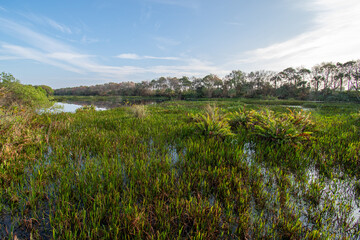 Constructed wetlands of Green Cay Nature Center in Boynton Beach, Florida at sunrise on calm winter morning.