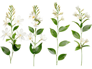 Set of branches of blooming jasmine, fragrant and white