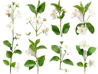 Set of branches of blooming jasmine, fragrant and white