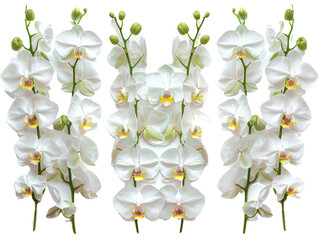 Set of branches of blooming orchids, exotic and elegant