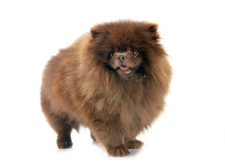 pomeranian in studio - 790902145