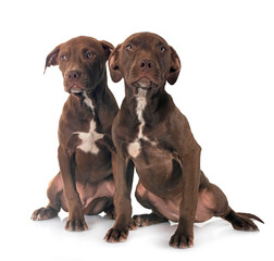 puppies american pitbull terrier - 790902193