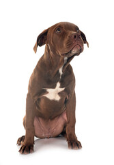 puppy american pitbull terrier - 790902197