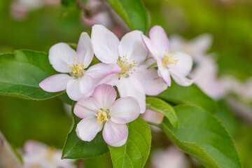 Apple flowers blossom