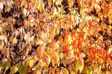 Colored background of dry leaves in autumn. Yellow leaves of a tree in the sun's rays. Golden autumn season.
