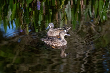 Male and female Blue-winged Teal - Anas discors - foraging in shallow water of Green Cay Nature Center in Boynton Beach, Florida.