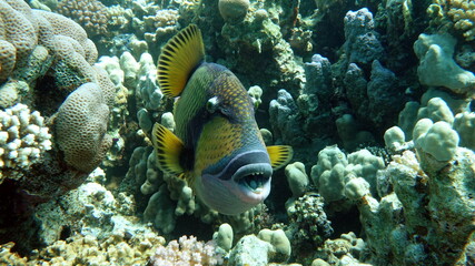 Titan fish (balistoides viridescens), and it is also sometimes called fish Trigger or blue-finned...