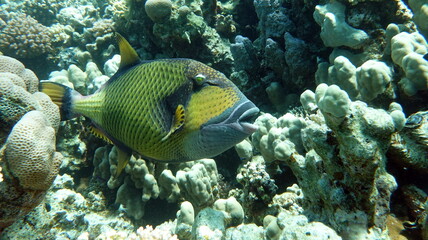 Titan fish (balistoides viridescens), and it is also sometimes called fish Trigger or blue-finned balisthod. Titan fish (balistoides viridescens), and it is also sometimes called fish .