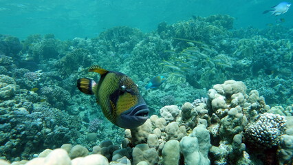 Titan fish (balistoides viridescens), and it is also sometimes called fish Trigger or blue-finned...
