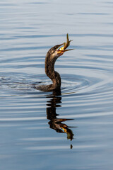 Anhinga - Anhinga anhinga - attempting to swallow large fish it has just speared while swimming in calm wetlands of Green Cay Nature Center.