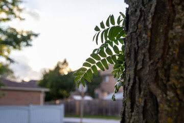 Green leafy branch - protrudes from textured tree trunk - suburban backdrop - golden hour lighting....