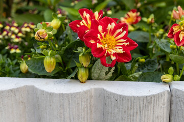Vibrant red and yellow dahlia flowers - lush green leaves - concrete garden bed edge - blooming...