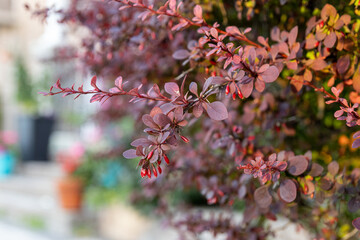 Close-up - vibrant red barberry leaves - blurred urban backdrop. Taken in Toronto, Canada.