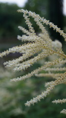 Forest goat's beard (Aruncus dioicus, Aruncus sylvester)