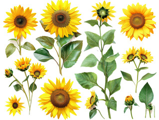 Set of branches of bright yellow sunflowers, sunny and cheerful