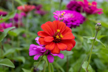 Vibrant pink zinnia flowers - yellow stamen - lush green leaves. Taken in Toronto, Canada.