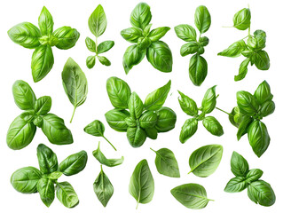 Set of branches of fresh basil, aromatic and green