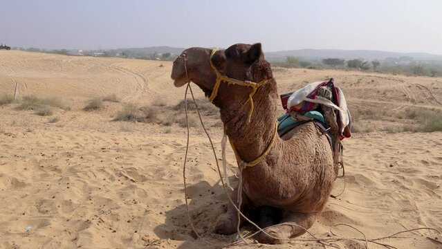 pet camel with traditional sitting cart at desert at day from different angle