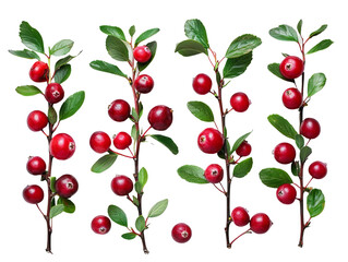 Set of branches of fresh cranberries, vibrant red and tart