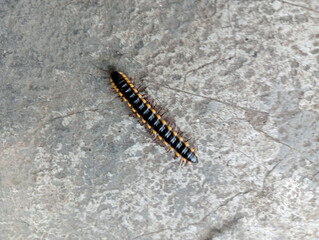 Close up of a yellow spotted millipede. Centipede millipede close up walking on the ground. 