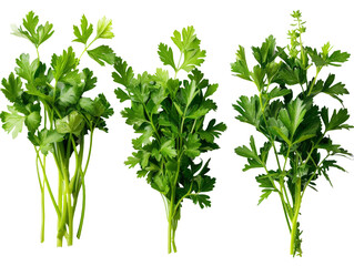 Set of branches of fresh parsley, vibrant green and leafy