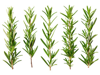 Set of branches of fresh rosemary, aromatic and needle-like