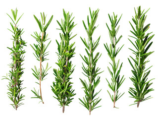 Set of branches of fresh rosemary, aromatic and needle-like
