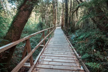 Rollo Boardwalk in the forest © Galyna Andrushko
