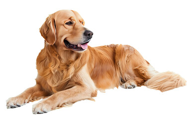 Golden retriever on white background,png