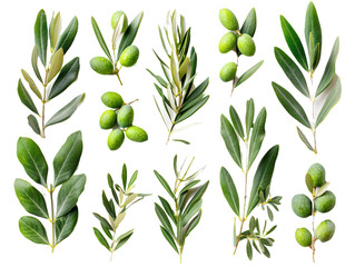 Set of branches of glossy green olives, Mediterranean charm