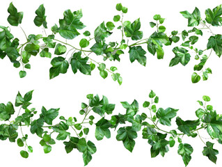 Set of branches of lush ivy, green and trailing