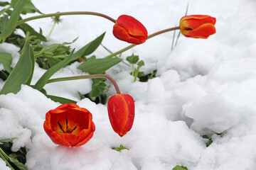 Tulpenblüten mit Schneeflocken. Kaltes Wetter mit Schnee im Frühling