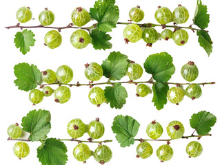 Set of branches of ripe gooseberries, green and tart