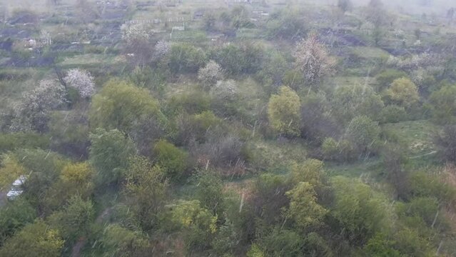 Climate change, snowfall in spring. It snows when the trees bloom. General plan.