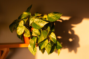 A portrait of an indoor plant with a ray of sunlight background. 