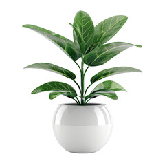 Ornamental plants in white pot on white background,png