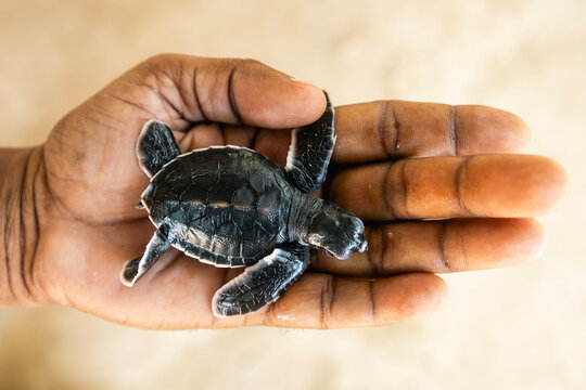 Newborn sea turtle on human palm. Rescue of one day old turtle in Sri Lanka .