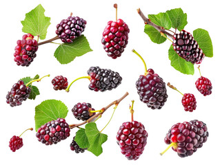 Set of branches of ripe mulberries, dark and juicy