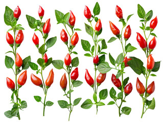 Set of branches of ripe paprika, bright red and crisp