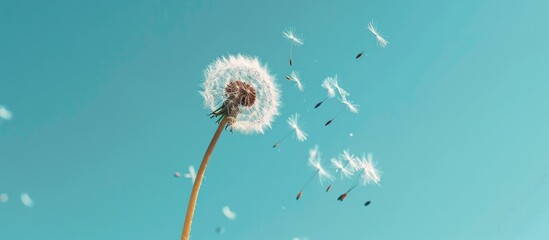 Dandelion seeds drifting in the breeze under a cloudless blue sky with room for text - obrazy, fototapety, plakaty