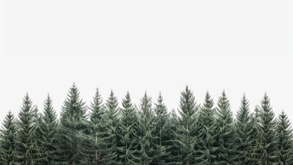 row of trees in forest in winter with copy space, design for banner poster background