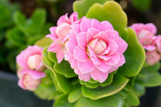 close-up image of a pink-flowered kalanchoe plant specimen