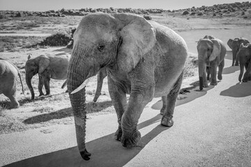 Elefantengruppe im Addo National Park, Südafrika