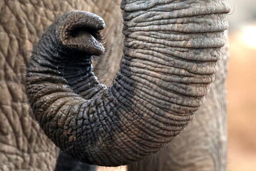 Curled elephant trunk