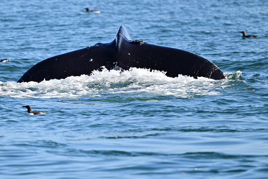 Humpback whale tail flapping