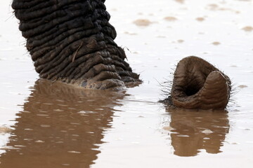 Elephant snorkel