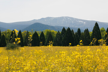 Golden Yellow Wildflowers Blanketing Field with Mountain Backdrop