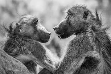 Pavian-Paar, Hwange, Simbabwe